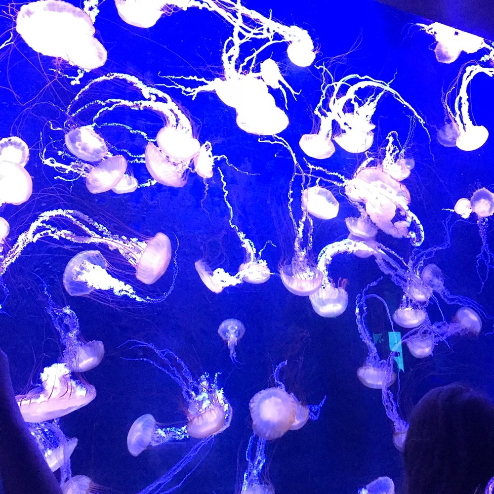 Meet your Posher, Blair